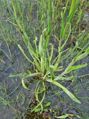 Craspedia variabilis