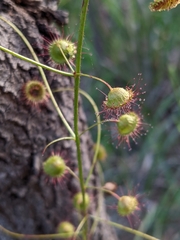 Drosera planchonii
