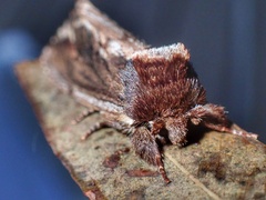 Hylaeora capucina
