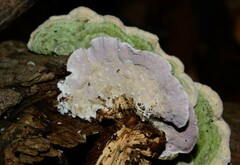 Skeletocutis lilacina