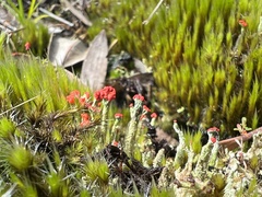 Cladonia cristatella