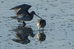 Limosa lapponica baueri