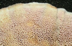 Skeletocutis lilacina