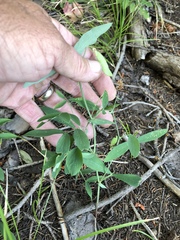 Lathyrus lanszwertii