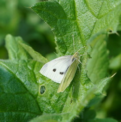 Pieris rapae rapae