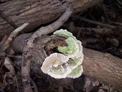 Skeletocutis lilacina