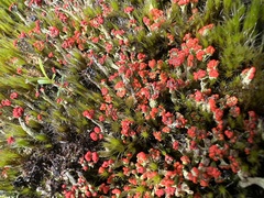 Cladonia cristatella