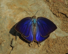Arhopala centaurus pirama