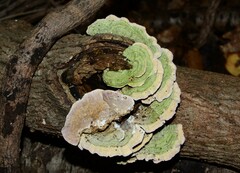 Skeletocutis lilacina