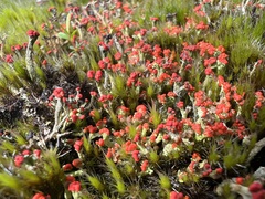 Cladonia cristatella