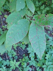 Pucciniastrum areolatum