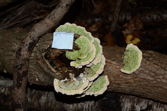 Skeletocutis lilacina