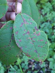 Pucciniastrum areolatum
