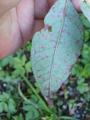 Pucciniastrum areolatum