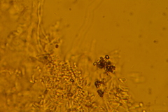 Skeletocutis lilacina