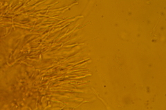 Skeletocutis lilacina