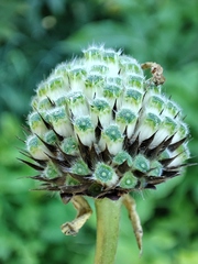 Cephalaria litvinovii