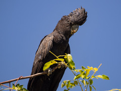 Calyptorhynchus banksii