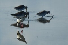 Limosa lapponica baueri