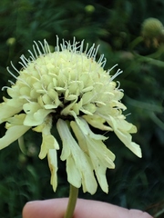 Cephalaria litvinovii