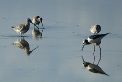 Limosa lapponica baueri