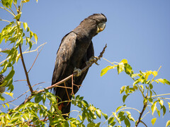 Calyptorhynchus banksii