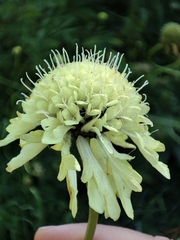 Cephalaria litvinovii