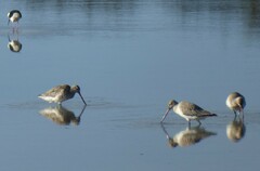 Limosa lapponica baueri