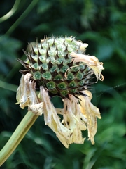 Cephalaria litvinovii