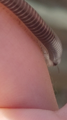 Tachypodoiulus niger