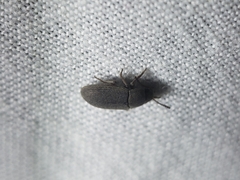 Blapstinus