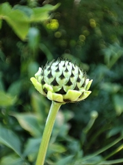 Cephalaria litvinovii