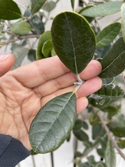 Feijoa