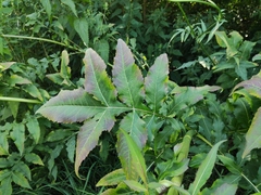 Cephalaria litvinovii