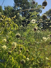 Cephalaria litvinovii