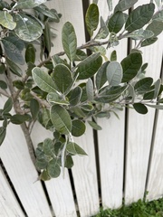 Feijoa