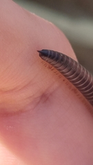 Tachypodoiulus niger