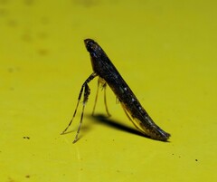 Caloptilia
