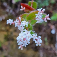 Leucopogon amplexicaulis