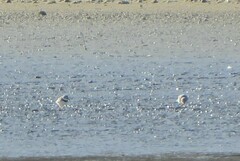 Anarhynchus frontalis