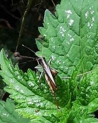 Gomphocerippus rufus