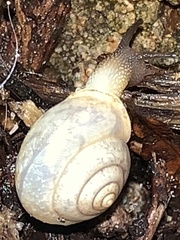 Bradybaena similaris