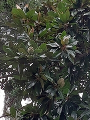 Magnolia grandiflora