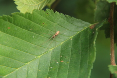 Tetragnatha elongata
