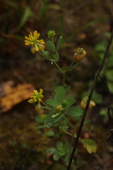 Trifolium aureum