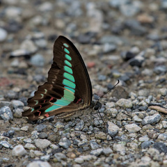 Graphium sarpedon nipponum