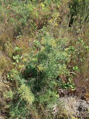 Hakea decurrens