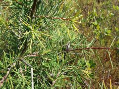 Hakea decurrens