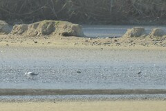 Anarhynchus frontalis