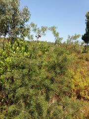 Hakea decurrens